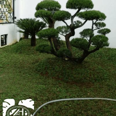 Foto Baru Jasa Taman Hijau 3