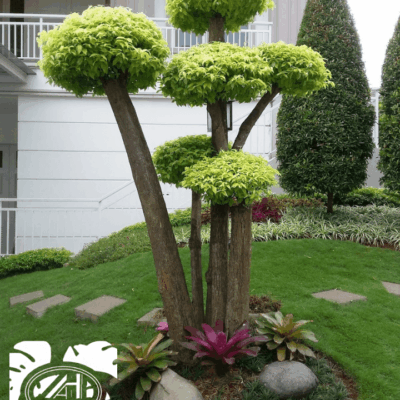 Foto Baru Jasa Taman Hijau 4