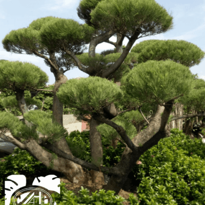 Foto Baru Jasa Taman Hijau 5