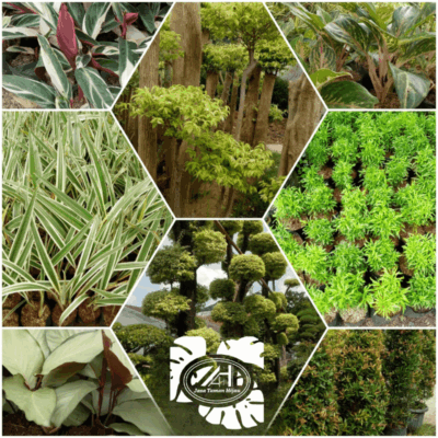 Foto Baru Jasa Taman Hijau 7