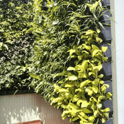 Foto vertikal garden 2